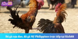 Đá gà cựa dao Rich88 chuyên nghiệp, uy tín.