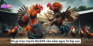 Rich88 cung cấp nhiều trận live đá gà chất lượng