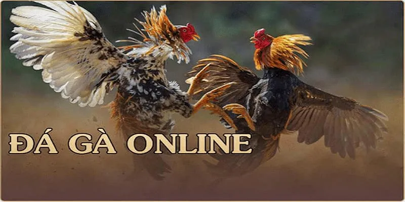 Rich88 đá gà được cược thủ tin chọn