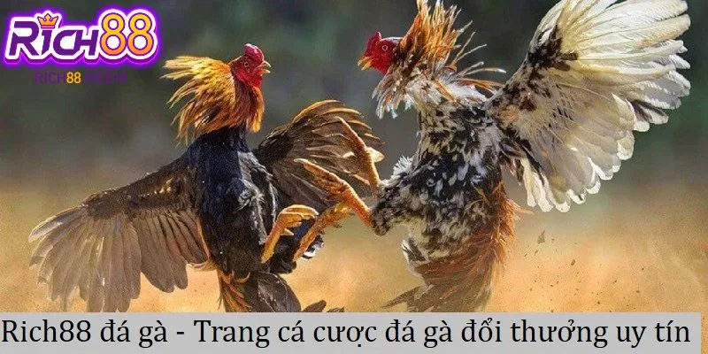 Rich88 đá gà - Trang cá cược đá gà đổi thưởng trực tuyến uy tín